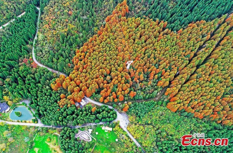 Η πολύχρωμη ομορφιά των δέντρων στο δασικό πάρκο του βουνού Γουλίνγκ