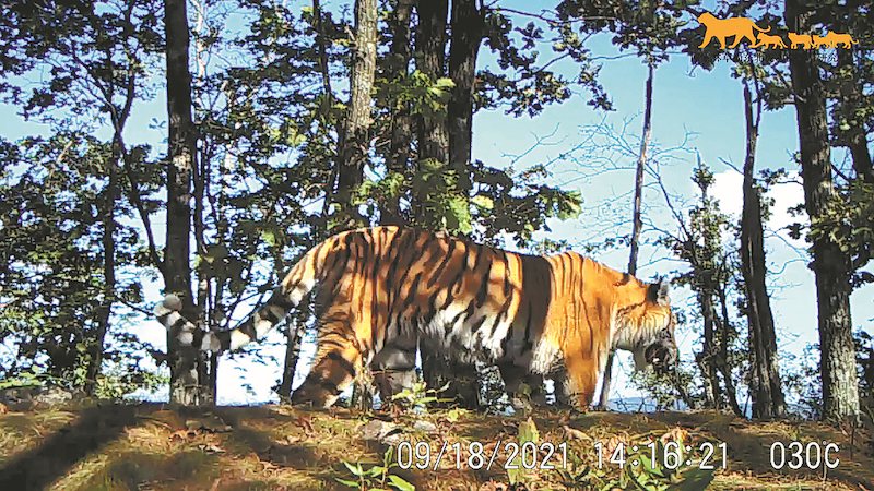 Ένα στιγμιότυπο από ένα βίντεο μιας τίγρης Amur που τραβήχτηκε από κάμερα υπερύθρων στο πάρκο τον Σεπτέμβριο του περασμένου έτους. (Φωτογραφία / Xinhua)