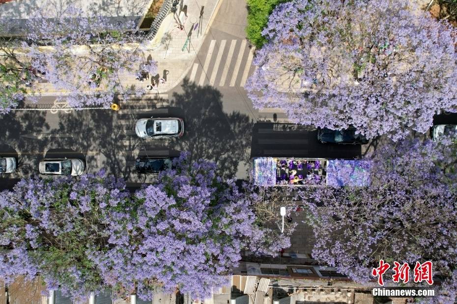 Δένδρα Ιακαράνδης στην πόλη Κουνμίνγκ της επαρχίας Γιουνάν ανθίζουν σαν «σερπαντίνα» και ντύνουν την οδό