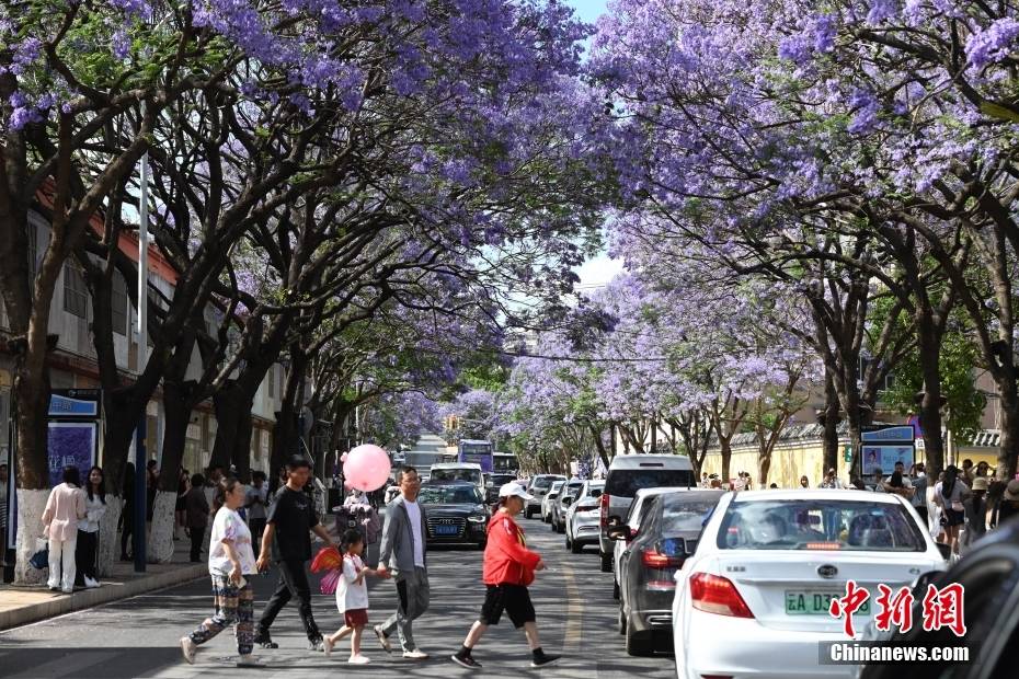 Δένδρα Ιακαράνδης στην πόλη Κουνμίνγκ της επαρχίας Γιουνάν ανθίζουν σαν «σερπαντίνα» και ντύνουν την οδό