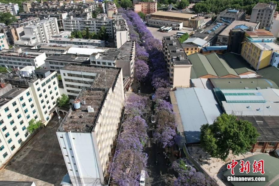 Δένδρα Ιακαράνδης στην πόλη Κουνμίνγκ της επαρχίας Γιουνάν ανθίζουν σαν «σερπαντίνα» και ντύνουν την οδό