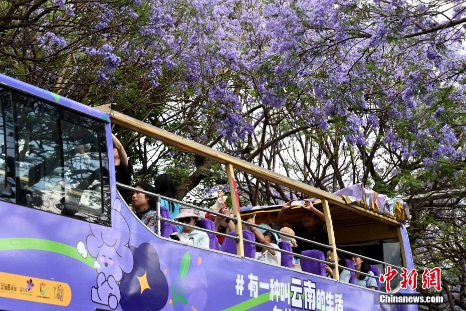 Δένδρα Ιακαράνδης στην πόλη Κουνμίνγκ της επαρχίας Γιουνάν ανθίζουν σαν «σερπαντίνα» και ντύνουν την οδό