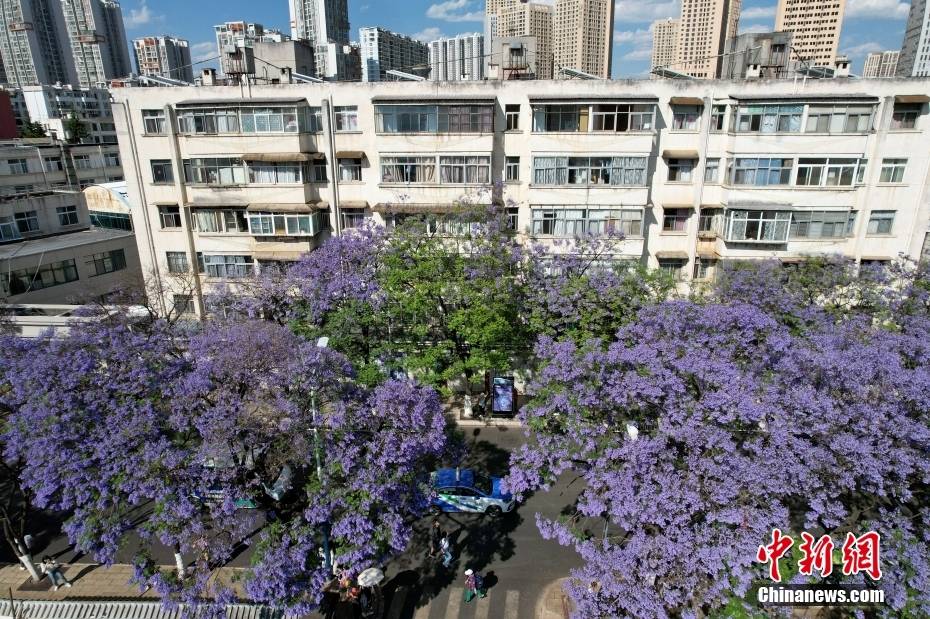 Δένδρα Ιακαράνδης στην πόλη Κουνμίνγκ της επαρχίας Γιουνάν ανθίζουν σαν «σερπαντίνα» και ντύνουν την οδό