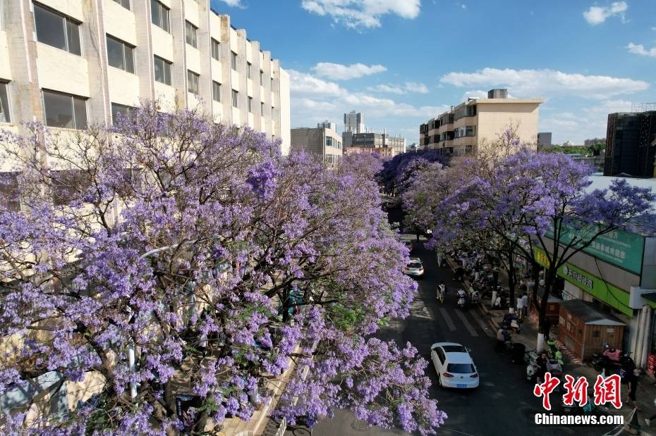 Δένδρα Ιακαράνδης στην πόλη Κουνμίνγκ της επαρχίας Γιουνάν ανθίζουν σαν «σερπαντίνα» και ντύνουν την οδό