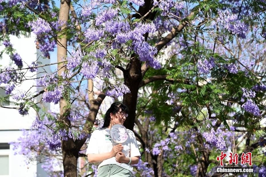 Δένδρα Ιακαράνδης στην πόλη Κουνμίνγκ της επαρχίας Γιουνάν ανθίζουν σαν «σερπαντίνα» και ντύνουν την οδό