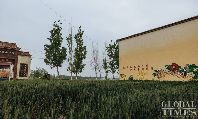 Πίνακες παιώνιας από αγρότες – καλλιτέχνες στο Σαντόνγκ