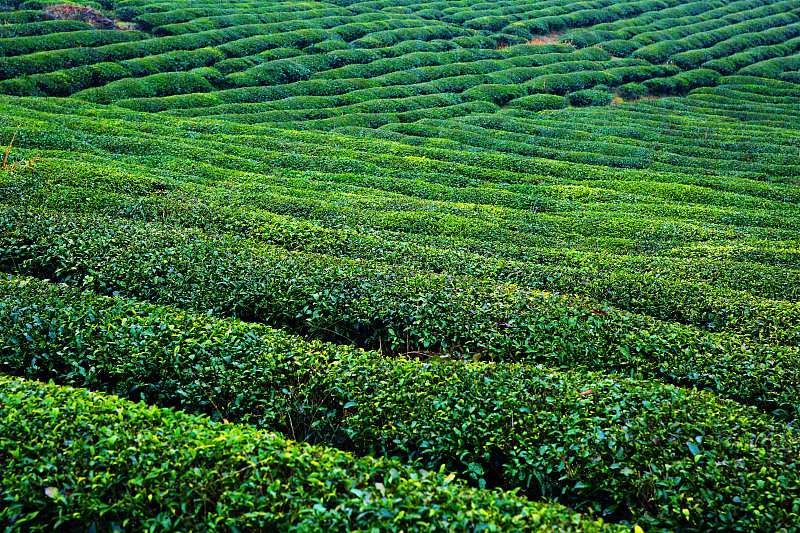 Πράσινες κορδέλες από τσάι στο Τζιανγκσί