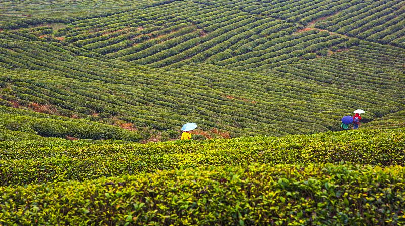 Πράσινες κορδέλες από τσάι στο Τζιανγκσί