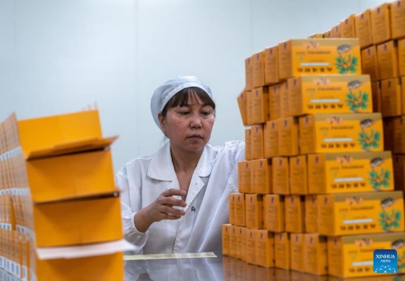 Η καλλιέργεια Panax Notoginseng συμβάλλει στην αγροτική αναζωογόνηση στη ΝΔ Κίνα