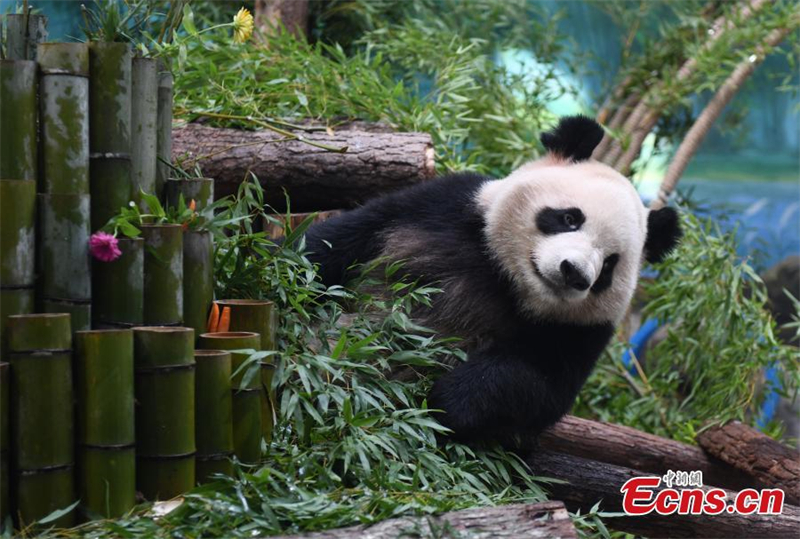 Νέα γιγάντια πάντα συναντούν το κοινό στο Χανγκτζόου