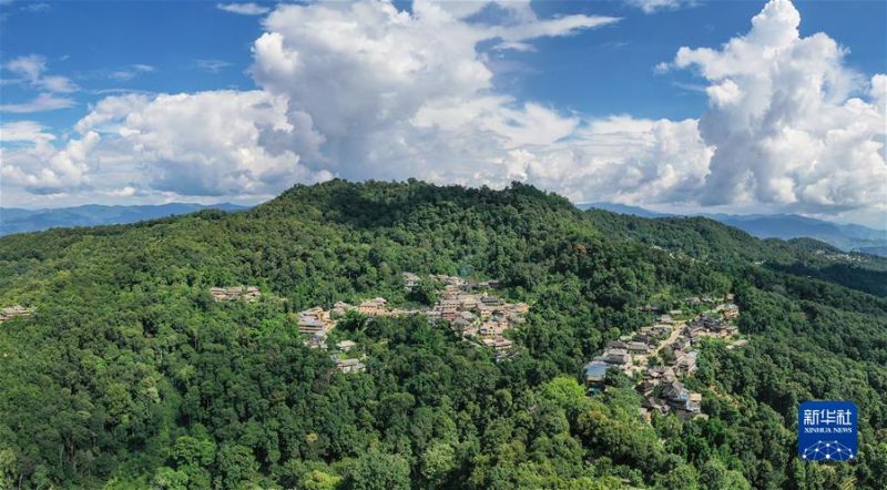 Τα αρχαία δάση τσαγιού στο βουνό Τζινγκμάι της Κίνας έγιναν Μνημείο Παγκόσμιας Κληρονομιάς