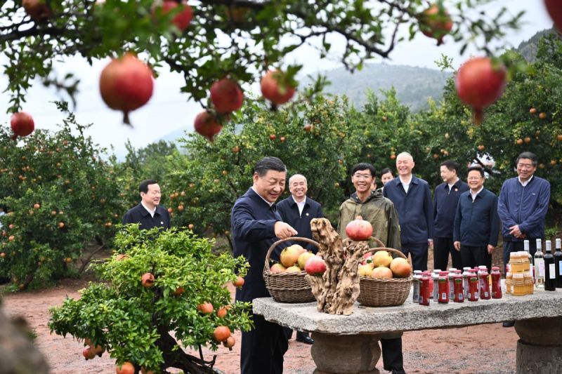 Ο Πρόεδρος Σι Τζινπίνγκ επισκέπτεται έναν κήπο με ροδιές στην πόλη Ζαοζουάνγκ στην επαρχία Σαντόνγκ της Ανατολικής Κίνας το απόγευμα της Κυριακής, 24 Σεπτεμβρίου 2023. (Φωτογραφία/Xinhua)