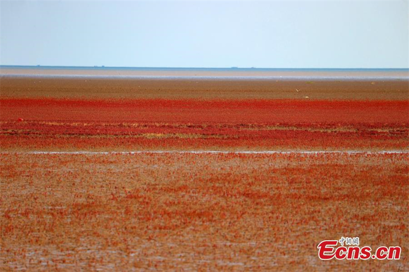Εντυπωσιακή εικόνα ενός πορφυρού υγροβιότοπου στο Σανντόνγκ