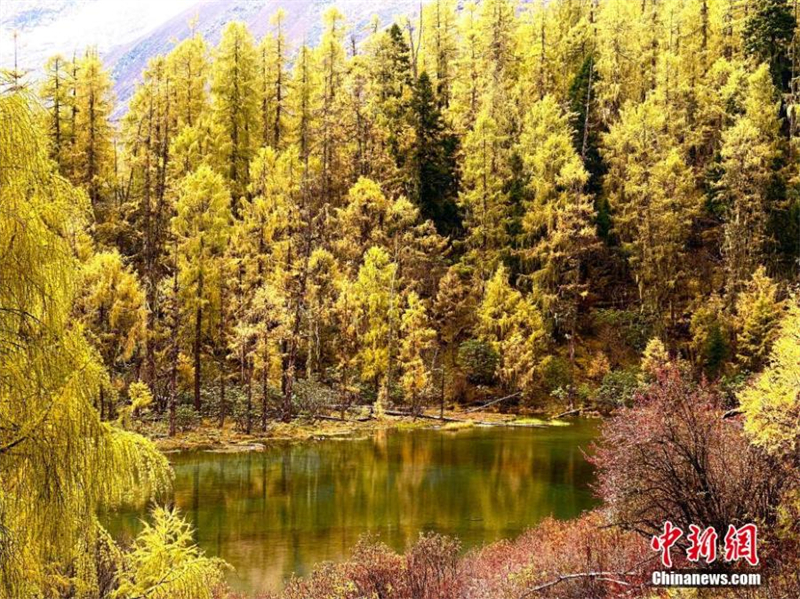 (Φωτογραφία: China News Service/Cheng Bangliang)