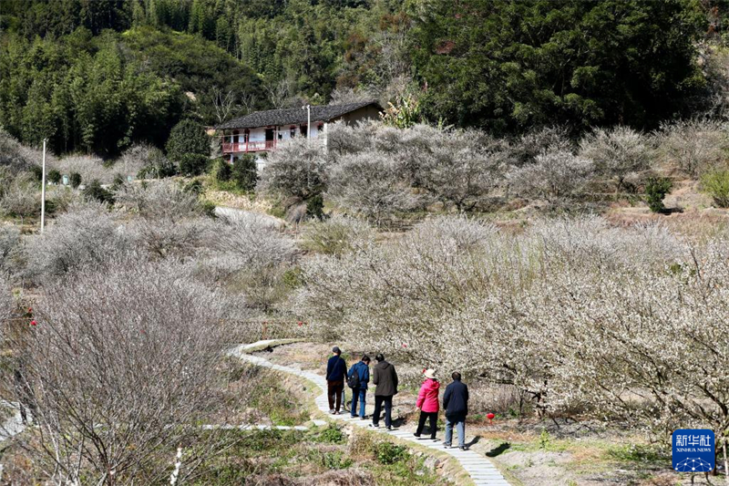 Φουτζιέν: Το άρωμα των ανθών δαμασκηνιάς καλωσορίζει τους επισκέπτες