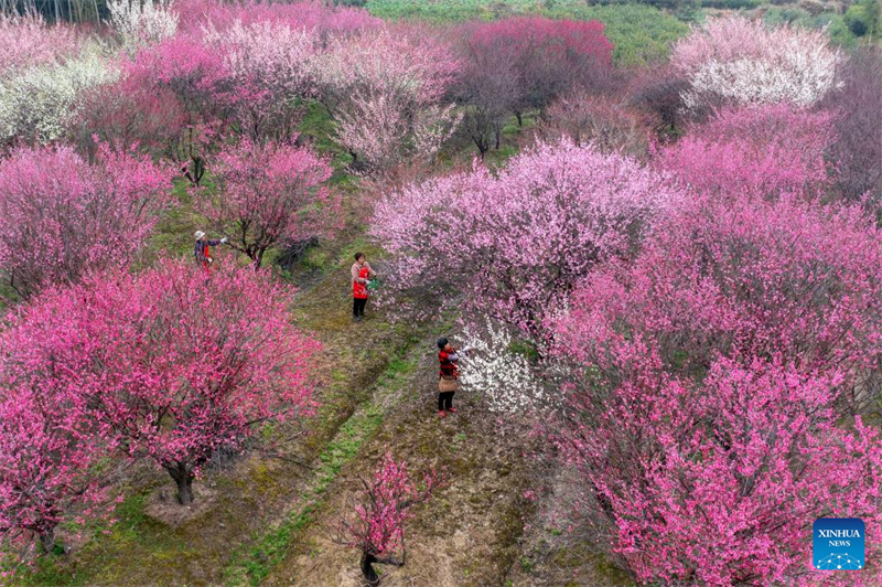 Οι αγρότες σε όλη την Κίνα είναι απασχολημένοι με τη γεωργική παραγωγή την ημέρα του Γιουσουέϊ