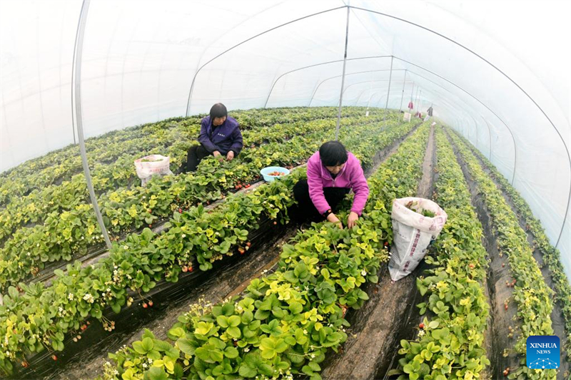 Οι αγρότες σε όλη την Κίνα είναι απασχολημένοι με τη γεωργική παραγωγή την ημέρα του Γιουσουέϊ