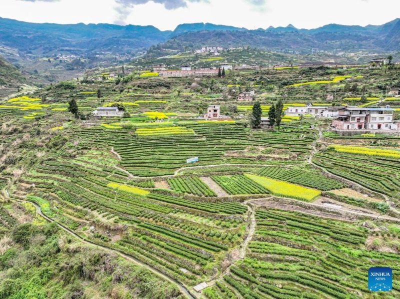 Ξεκινά η περίοδος συλλογής του ανοιξιάτικου τσαγιού στους κήπους του τσαγιού στην νοτιοδυτική Κίνα