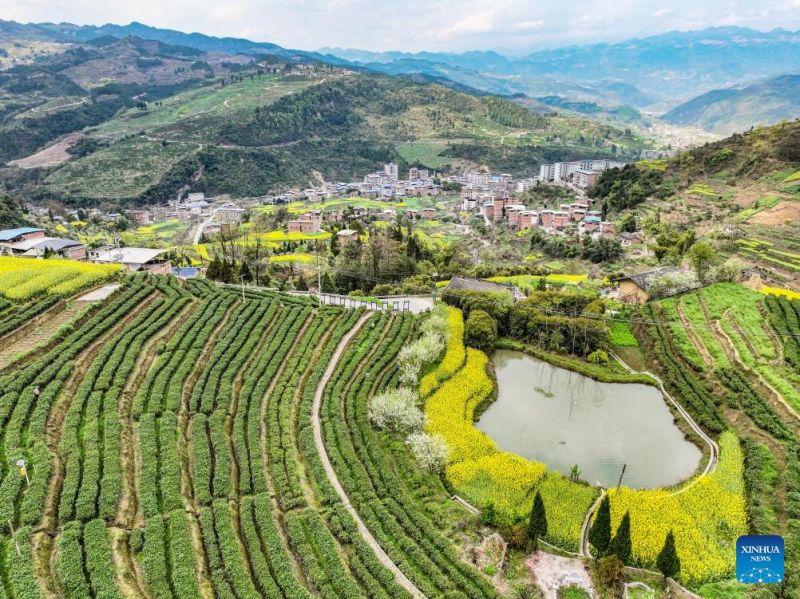 Ξεκινά η περίοδος συλλογής του ανοιξιάτικου τσαγιού στους κήπους του τσαγιού στην νοτιοδυτική Κίνα