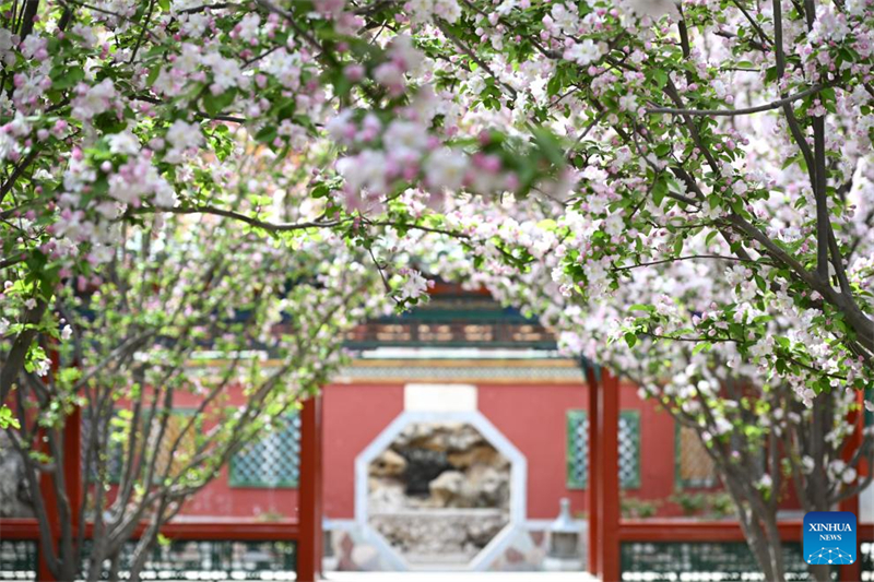 Αυτή η φωτογραφία που τραβήχτηκε στις 7 Απριλίου δείχνει τα ανθισμένα λουλούδια στο Μουσείο του Παλατιού, γνωστό και ως Απαγορευμένη Πόλη, στο Πεκίνο. (Φωτογραφία / Xinhua)