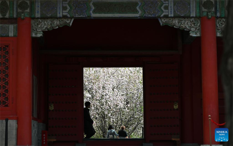 Ανθισμένα λουλούδια στο Μουσείο του Παλατιού στο Πεκίνο