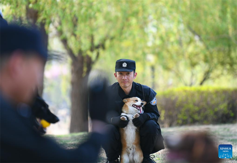 Γνωρίστε τον πρώτο αστυνομικό σκύλο κόργκι στην Κίνα
