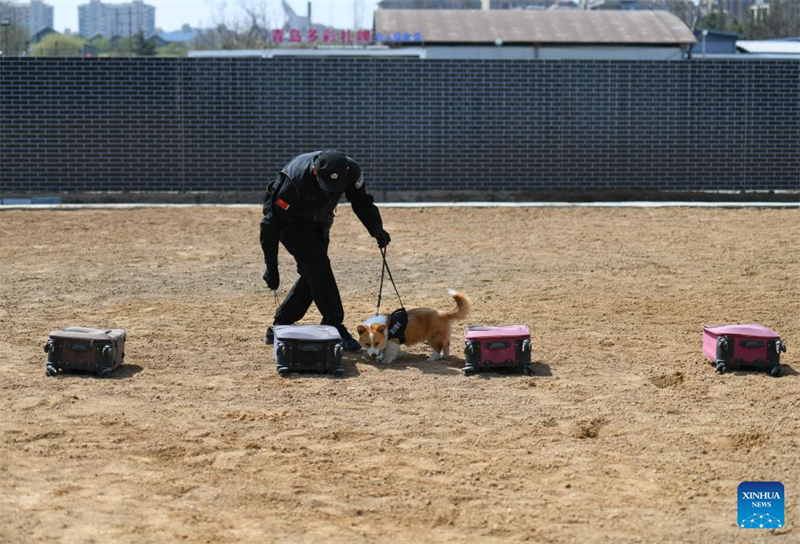 Γνωρίστε τον πρώτο αστυνομικό σκύλο κόργκι στην Κίνα