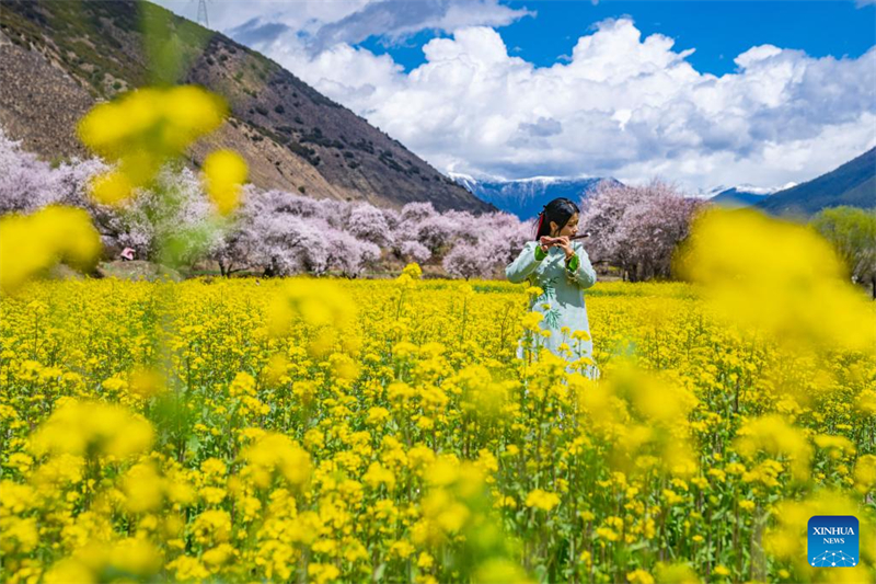 Τουρίστρια ποζάρει για φωτογραφίες σε ένα χωράφι με λουλούδια ελαιοκράμβης σε ένα χωριό της επαρχίας Νινγκτσί, στην αυτόνομη περιοχή Σιζάνγκ, στις 6 Απριλίου. (Φωτογραφία / Xinhua)