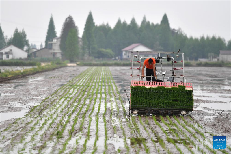 Aυτόνομη μεταφυτευτική μηχανή ρυζιού εργάζεται σε μια έξυπνη βάση φύτευσης στην πόλη Γιγιάνγκ της επαρχίας Χουνάν, στις 10 Απριλίου. (Φωτογραφία / Xinhua)