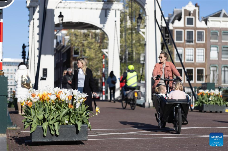 Αυτή η φωτογραφία δείχνει μια εικόνα του δρόμου κατά τη διάρκεια του Φεστιβάλ Τουλίπας για το 2024 στο Άμστερνταμ, την πρωτεύουσα της Ολλανδίας. (Φωτογραφία / Xinhua)