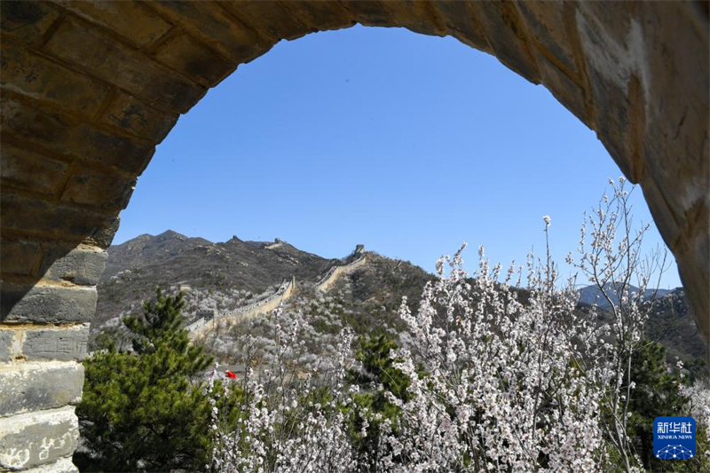 Η άνοιξη φτάνει στο Σινικό Τείχος και τα λουλούδια βρίσκονται σε πλήρη άνθιση