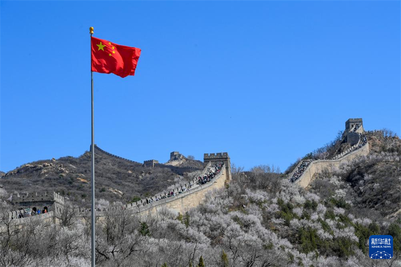 Την άνοιξη, στο Σινικό Τείχος, που ελίσσεται στα βουνά σαν ένας γιγάντιος δράκος, τα λουλούδια μέσα και έξω από αυτό είναι σε πλήρη άνθιση. (Φωτογραφία / Xinhua)