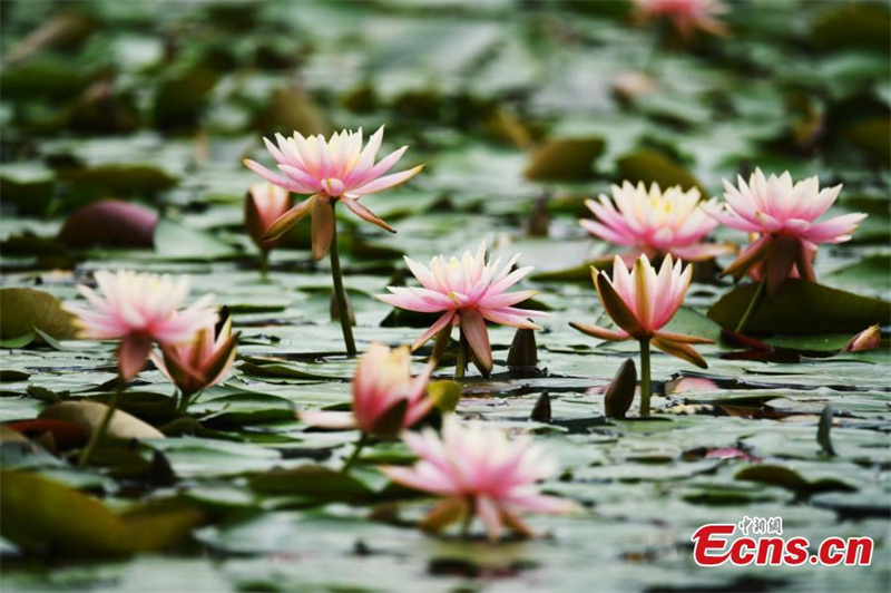 Λουλούδια του νερού ανθίζουν στη Δυτική Λίμνη στην πόλη Χανγκτζόου, μοιάζοντας με ζωγραφική του Κλωντ Μονέ, στην επαρχία Τζετζιάνγκ της ανατολικής Κίνας. (Φωτογραφία / China News Service)