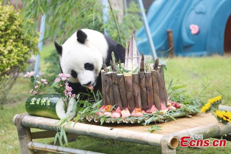  Το γιγάντιο πάντα Γιατζί απολαμβάνει μια ειδική τούρτα από βλαστούς μπαμπού, μήλα και καρότα για να γιορτάσει τα 10α γενέθλιά του στο ζωολογικό κήπο της πόλης Τζινάν,  στην επαρχία Σαντόνγκ της ανατολικής Κίνας,  στις 26 Μαΐου του 2024.
