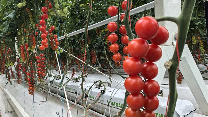 Tα ντοματίνια βασίζονται σε μεγάλα δεδομένα για να «φάνε»