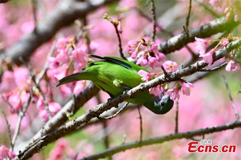 Εικόνες της άνοιξης στη Φουτζιάν της Κίνας