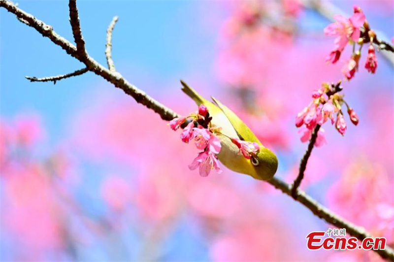 Εικόνες της άνοιξης στη Φουτζιάν της Κίνας