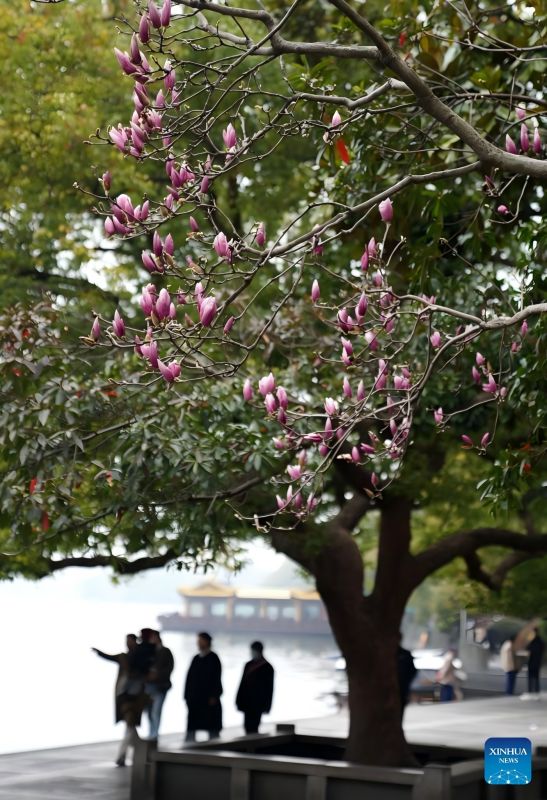 Τουρίστες απολαμβάνουν τις τουλίπες σε ένα πάρκο στη γραφική περιοχή της Δυτικής Λίμνης στο Χανγκζού, στην ανατολική επαρχία Τσετσιάνγκ της Κίνας, στις 10 Μαρτίου 2025.