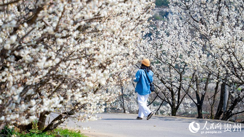 Γκουεϊτζόου: Ένα Απέραντο τοπίο με Ανθισμένες Κερασιές