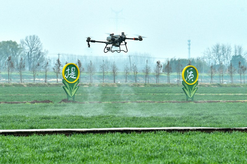 Ένα drone εφαρμόζει λίπασμα σε σιτοκαλλιέργεια σε αγρόκτημα στην πόλη Τονγκλίνγκ, στην ανατολική επαρχία Ανχούι της Κίνας. (Φωτογραφία / Λαϊκή Καθημερινή Online)