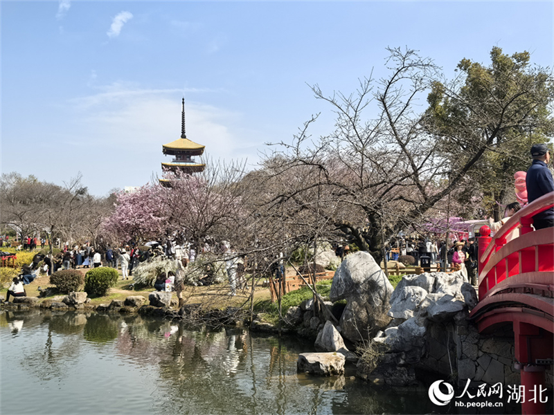 Wuhan: Η πρώιμη ανθοφορία των κερασιών καλωσορίζουν την άνοιξη