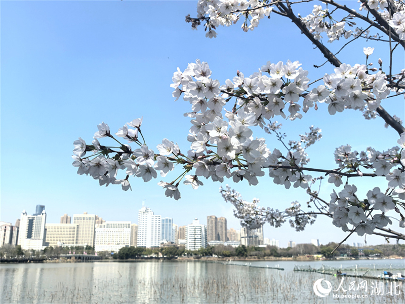 Wuhan: Η πρώιμη ανθοφορία των κερασιών καλωσορίζουν την άνοιξη