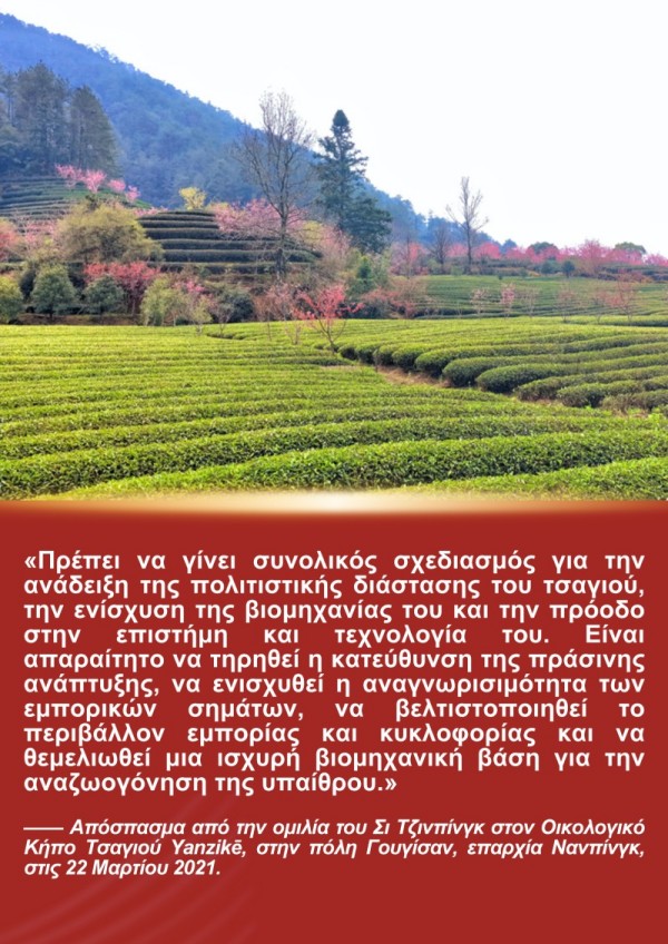 Η Ιστορία του Προέδρου Σι Τζινπίνγκ και του Τσαγιού της Φουτζιέν