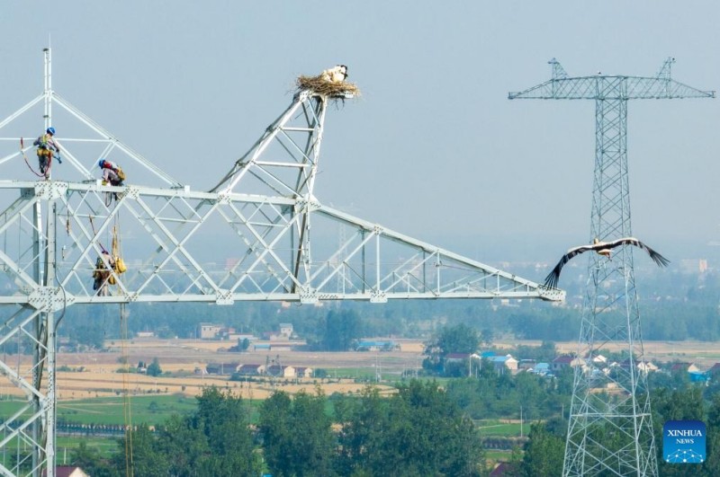 Αναβολή κατασκευής για την προστασία των λευκών πελαργών στην περιοχή Ανχουέι της Κίνας