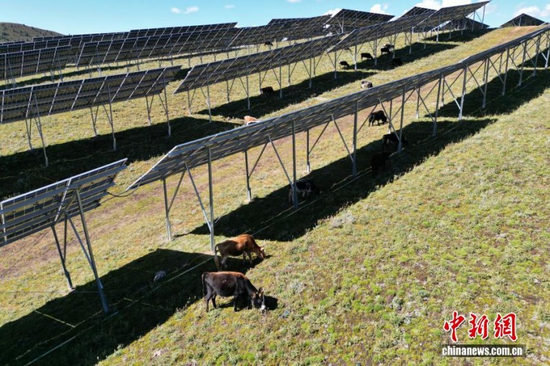 Το ηλιακό πάρκο σε υψόμετρο 4.000 μέτρων μετατρέπεται σε «τραπεζαρία με στέγη στον ουρανό» για τα γιάκ