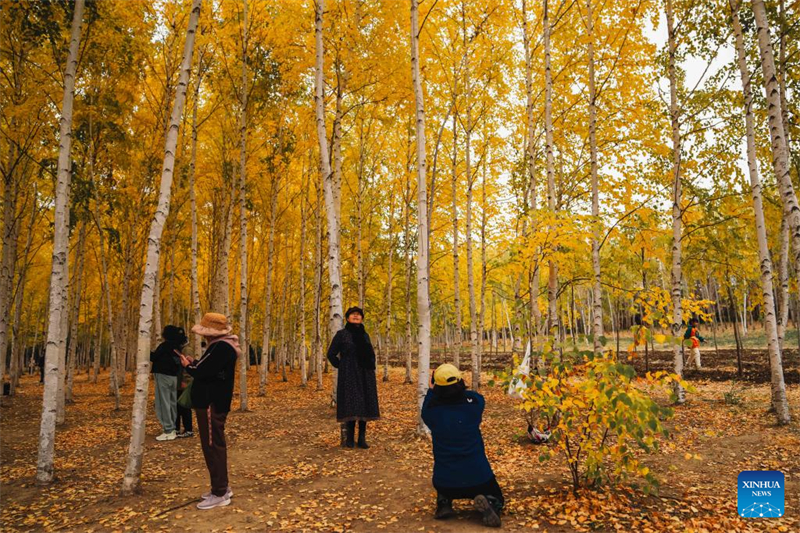 Τουρίστες απολαμβάνουν το φθινοπωρινό τοπίο στον Βοτανικό Κήπο στην πόλη Τσανγκτσούν της επαρχίας Τζιλίν, στις 12 Οκτωβρίου του 2025. (Φωτογραφία / Xinhua)