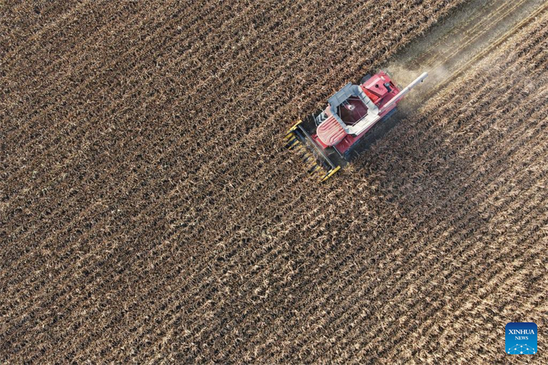 Μια αεροφωτογραφία που τραβήχτηκε στις 11 Οκτωβρίου του 2025 δείχνει μια θεριστική μηχανή να εργάζεται σε ένα χωράφι στην πόλη Τζαοντόνγκ της επαρχίας Χεϊλονγκτζιάνγκ. (Φωτογραφία / Xinhua)