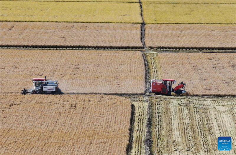 Η επαρχία Χεϊλονγκτζιάνγκ μπαίνει στην εποχή της φθινοπωρινής συγκομιδής