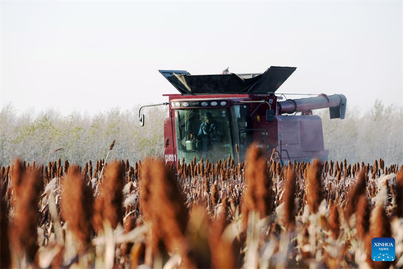 Η επαρχία Χεϊλονγκτζιάνγκ μπαίνει στην εποχή της φθινοπωρινής συγκομιδής