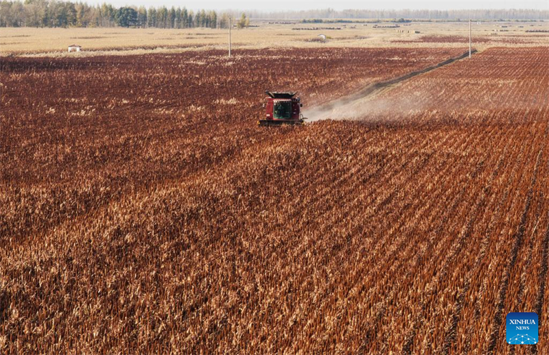 Η επαρχία Χεϊλονγκτζιάνγκ μπαίνει στην εποχή της φθινοπωρινής συγκομιδής